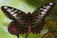 Neptis tushita - Blauer Segler (Brauner Segelfalter)